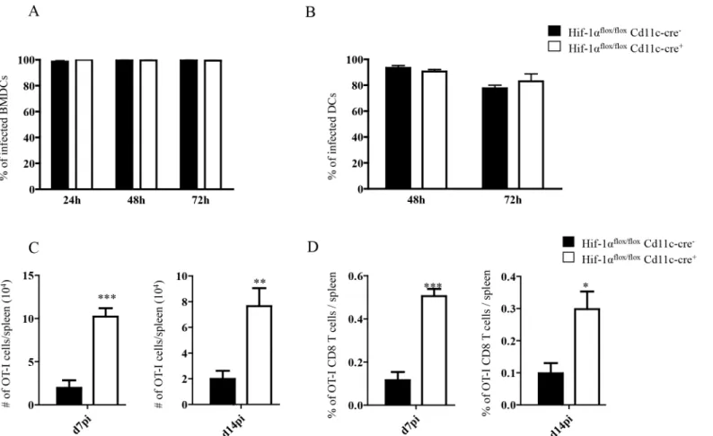 Fig 4. HIF-1 α expression in CD11c + cells limits expansion of CD8 +