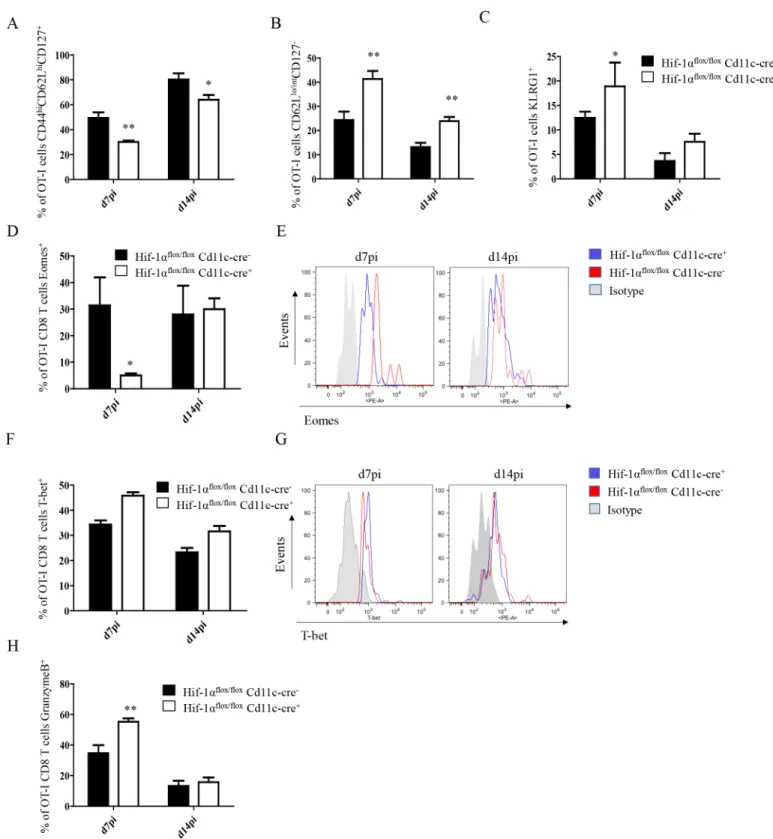 Fig 5. Depletion of HIF1 α in CD11c +