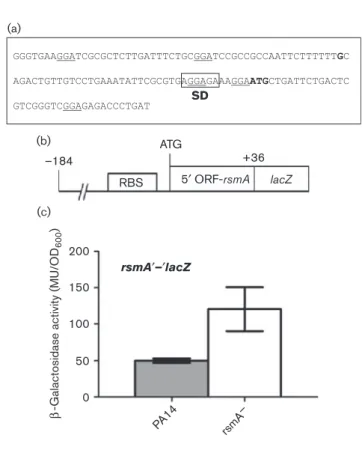 Fig. 1. Expression of the rsmA 9–9lacZ reporter in different back-