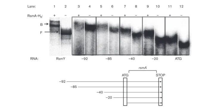 Fig. 2. RNA mobility shift assay with purified RsmA. Determination of RsmA–rsmA interaction using radiolabelled RNA frag-