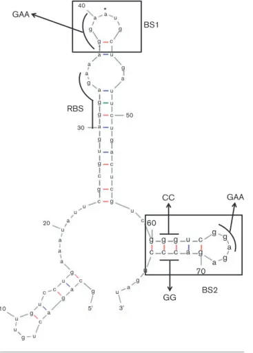 Fig. 4. RNA mobility shift assay with purified RsmA. (a) Effect of