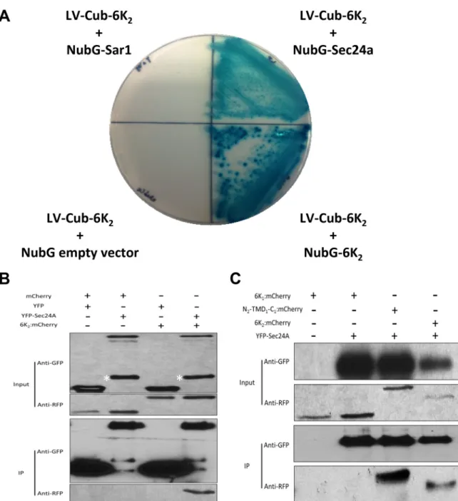 FIG 8 6K 2 interacts with COPII coatomer Sec24a. (A) Yeast two-hybrid assay for protein-protein interactions of TuMV 6K 2 with Sar1 and Sec24a