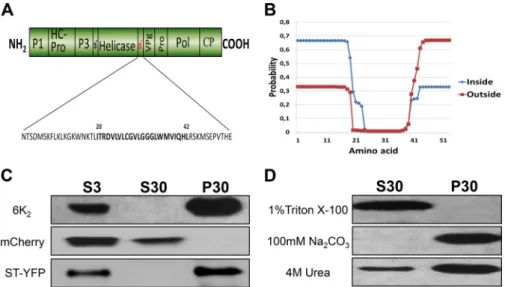 FIG 1 6K 2 is a membrane-associated protein. (A) Schematic representation of the TuMV open reading frames, with 6K 2 highlighted in red