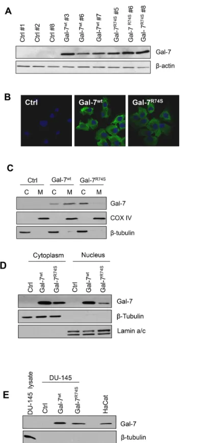 Fig 3. Intracellular localization of wild-type and R74S-mutated gal-7 proteins in DU-145 cells