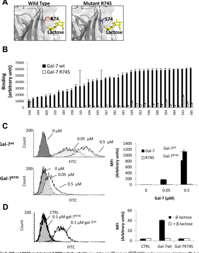 Fig 2. WT and R74S-mutated gal-7 CRD activity. (A) 3D view of the gal-7 wt and gal-7 R74S CRDs in the presence of lactose