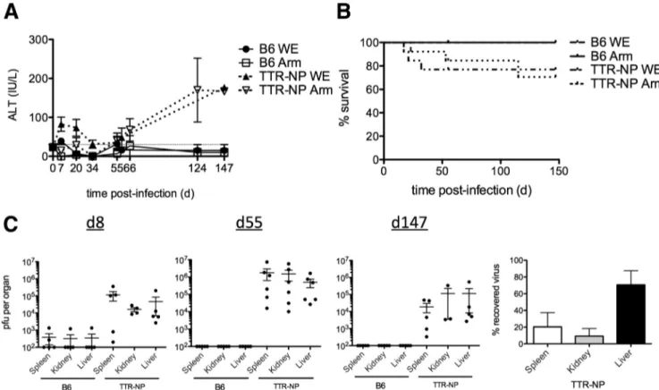 Figure 1. Transthyretin-nucleoprotein (TTR-NP) mice are chronically infected with acute strains of lymphocytic cho- cho-riomeningitis virus (LCMV)