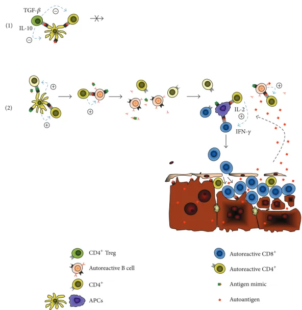 Figure 1: Role of CD4 + Tregs in the pathogenesis of autoimmune hepatitis. Based on data from experimental models and clinical observation