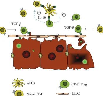 Figure 2: Role of CD4 + Tregs in chronic viral hepatitis. Based on data from chronically HCV-infected patients and experimental models,