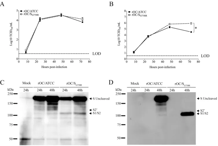 Fig 6. The S glycoprotein harboring a predominant point mutation found in clinical isolates was cleaved more efficiently in supernatant of CNS cells