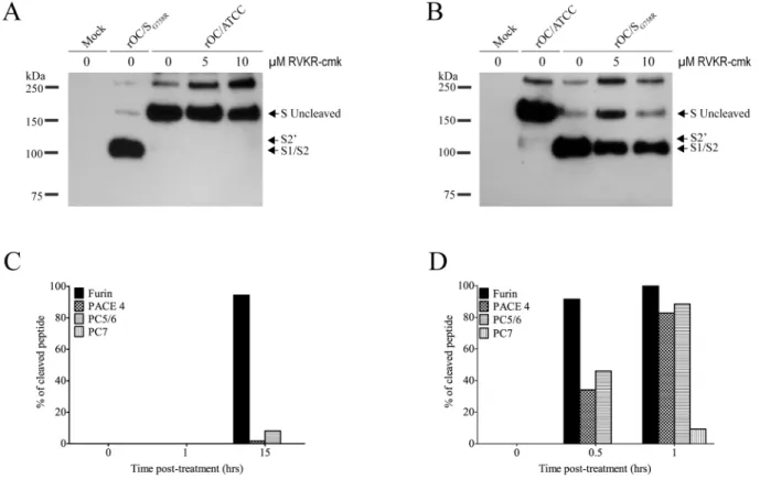 Fig 8. Proprotein convertase as a potential player in S glycoprotein cleavage. (A-B) Differentiated human neuroblastoma cell line (LA-N-5) was incubated before and after infection with different concentration of furin-like inhibitor (dec-RVLR-cmk; 0, 5, 10