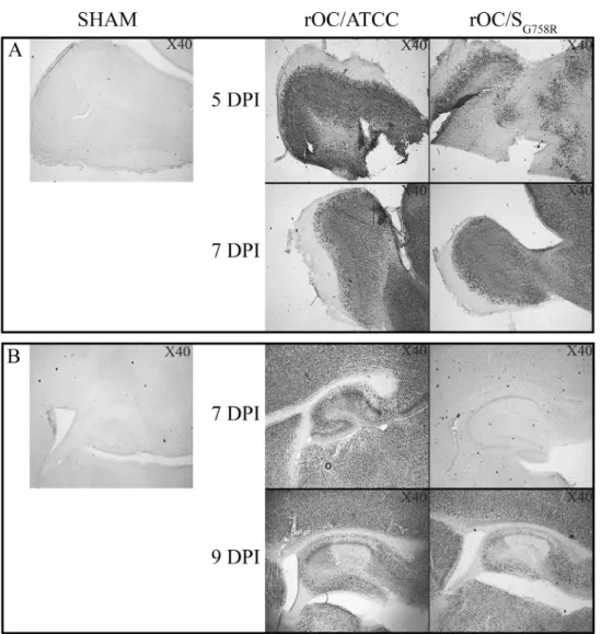 Fig 2. A delay in viral spread is observed in brain of rOC/S G758R -infected mice compared to rOC/ATCC