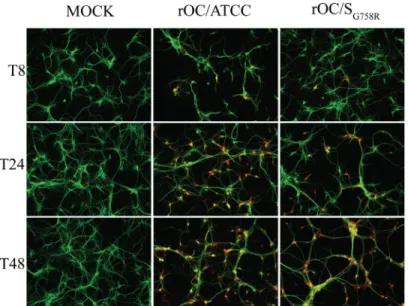 Fig 5. Mutation in the spike glycoprotein of mutant virus delays viral spreading compared to the reference strain in mixed primary CNS cultures from BALB/c mice