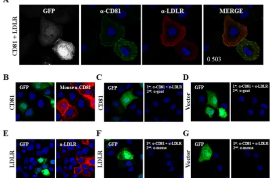 FIGURE 12. CD81-LDLR co-localization in Huh7 cells. A, Huh7 cells were co-transfected with eGFP- and LDLR-encoding plasmids