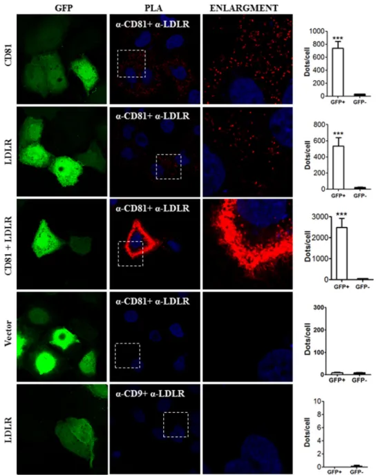 FIGURE 13. Interaction between LDLR and CD81 by in situ PLA. Huh7 cells were co-transfected with eGFP-expressing plasmid and with plasmids coding for the indicated proteins