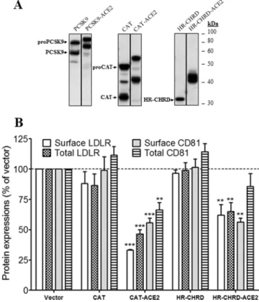 FIGURE 7. Effects of CAT and HR-CHRD on the endogenous LDLR and