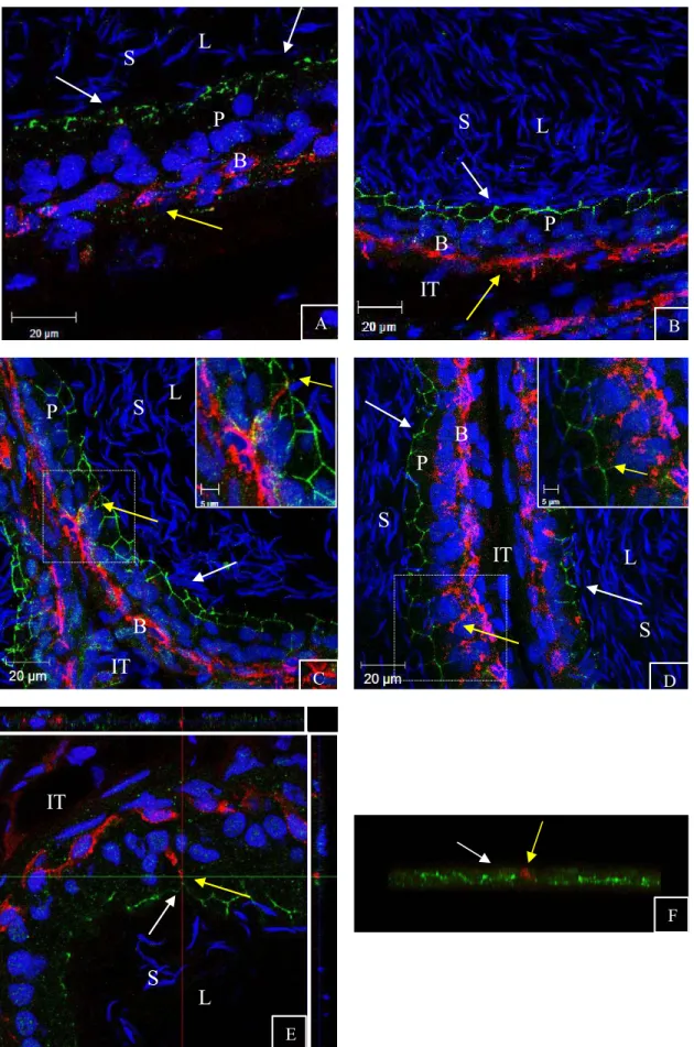 FIG. 6. Confocal microscopy images of the colocalization of tricellulin and KRT5 in adult rat epididymis