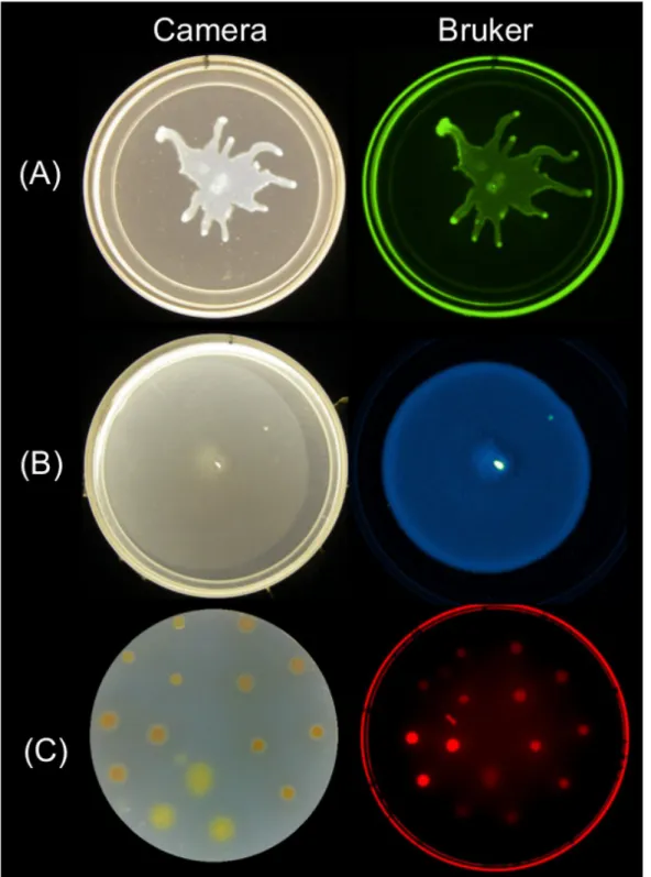 Figure 2: Alternative approaches for imaging surface growth and motility of bacteria using a Bruker imaging station