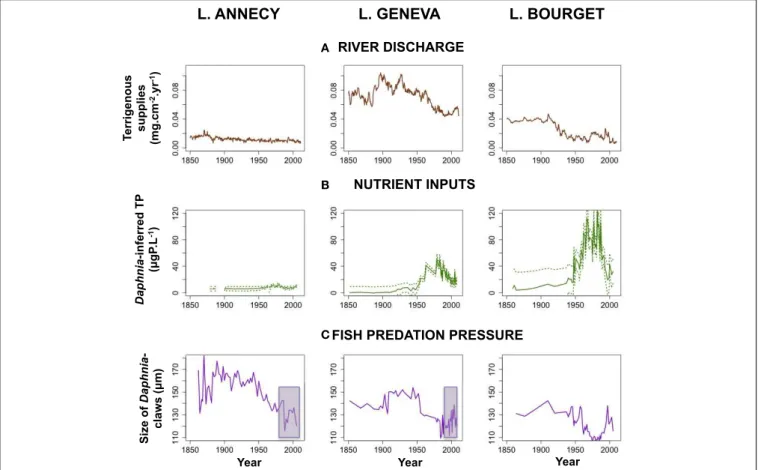 FIGURE 3 | Temporal dynamics of the local human forcings on all three lakes. (A) Terrigenous supplies as a proxy for river discharge ( Jenny et al., 2014a ); (B) Changes in phosphorus inputs as TP (±95% confidence interval) inferred from the abundance of D