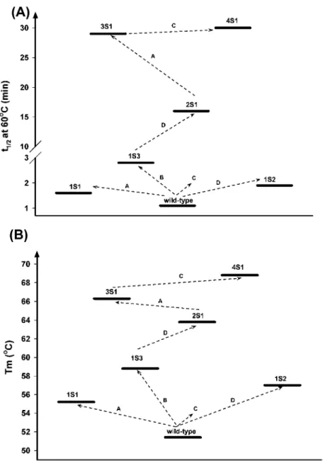 Figure 2. Evaluation of Xyn10A thermostability by (A) t1/2 60°C and (B) Tm. The letters A, B, C and D  correspond to saturation mutagenesis randomized at position 25, 29/31, 43 and 58, respectively