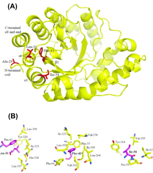 Figure 4. (A) Tertiary structure of variant 4S1 Swiss-model and localization of beneficial residues Ala-29,  Leu-31, Phe-43 and Ile-58 at N-terminal coil, helix α0, strand β1 and helix α1, respectively