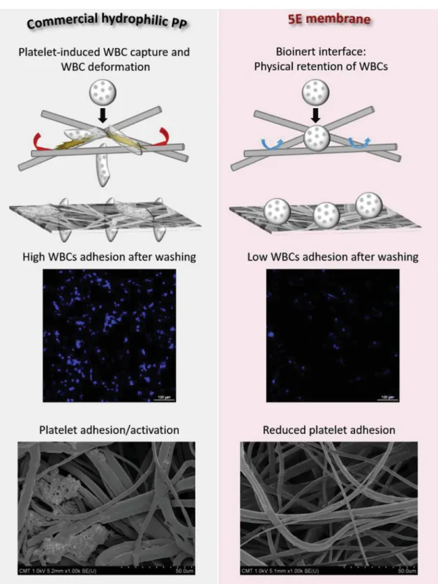 Fig. 12. Possible mechanisms for the retention of leukocytes by the commercial PP and the modiﬁed PP membranes