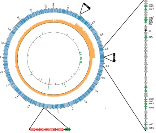 Fig 8. Cellular adaptation to artificial cocco ïd transition. A) A graphical representation of the N