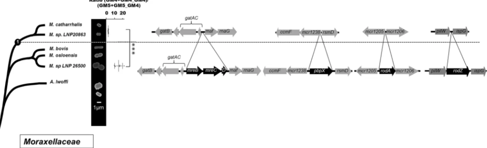 Fig 9. Cell shape and PG structure evolution among the Moraxellaceae family. Schematic phylogeny of the Moraxellaceae family, based on 16s analysis, along with scanning electronic microscopy images of representative species