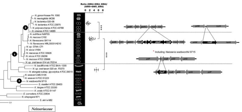 Fig 1. Cell shape evolution among the Neisseriaceae family. Phylogeny of the Neisseriaceae family based on core genome analysis along with scanning electronic microscopy images of representative species or schematic representation of the cell shape based o