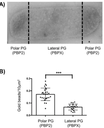 Fig 2. GM5 detection on polar and lateral PG. A) Transmission electronic microscopy image of immuno- immuno-gold detection of GM5 using vancomycin labelling of N