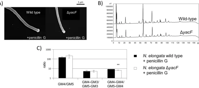 Fig 6. Deleterious effects of yacF deletion can be fixed by inhibiting cell division. A) Scanning electron microscopy images showing similar morphology (filaments) of N
