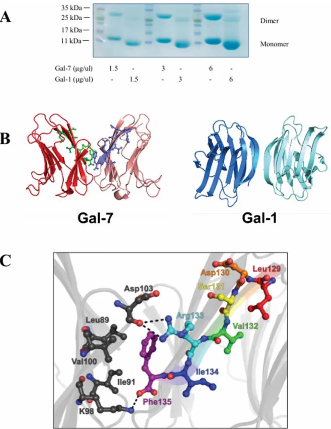 Figure 1: The dimeric structure of hGal-7.  A. Dimer formation of recombinant hGal-7 and hGal-1 at increasing concentrations  were compared by polyacrylamide gel electrophoresis in native conditions