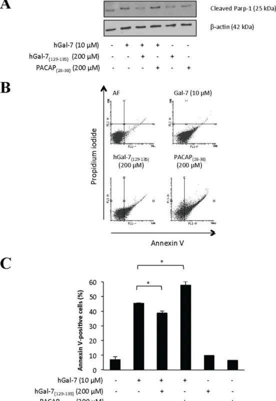 Figure 5: Apoptotic levels of Jurkat T cells induced by hGal-7 were decreased due to the presence of hGal-7  (129–135)