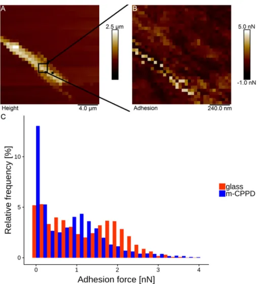 Figure 6. SEM micrographs of the synthesized m-CPPD crystals (a) before adsorption experiment, (b) after BSA adsorption experiment and (c) after in vitro cell test.
