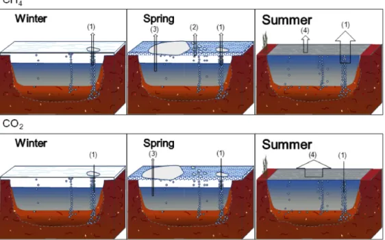 Figure 5. Schematic of CH 4 and CO 2 emission pathways during different seasons in thermokarst lakes