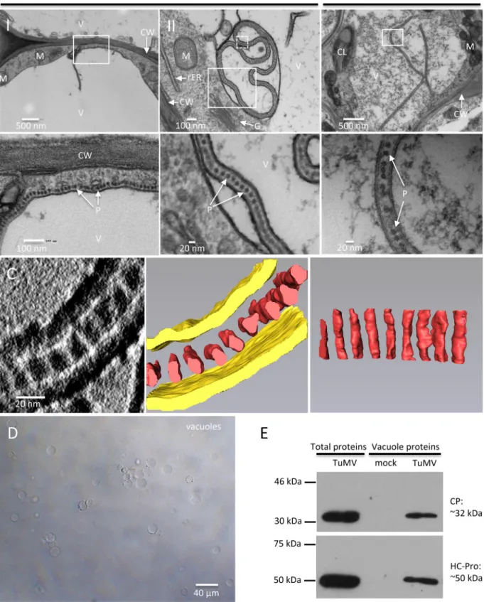 FIG 9 TuMV acquires an envelope by hijacking the tonoplast. (A and B) N. benthamiana leaf midribs systemically infected with TuMV/6K 2 :GFP were fixed by