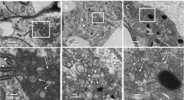 FIG 3 Time course analysis of TuMV-induced membranous aggregates in mesophyll cells. (A to C) N