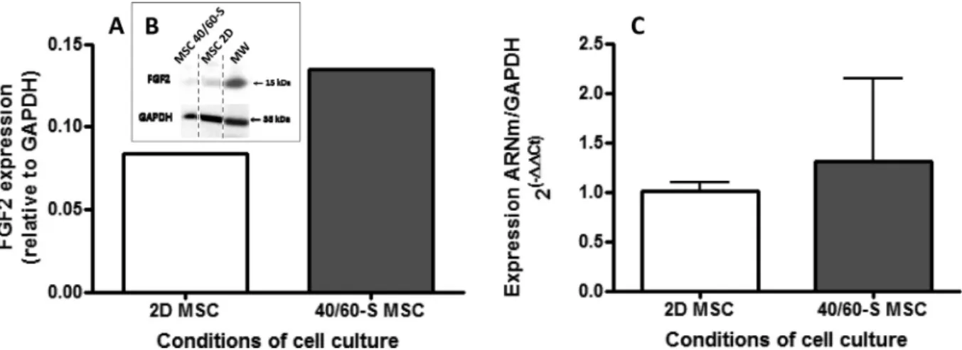 Fig. 8. FGF2 secretion ability of MSC cultured within 40/60 PEC sca ﬀold or in culture plate 24 h post-seeding