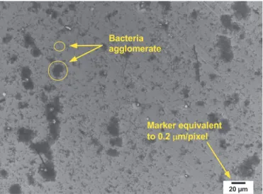 Fig. 1. FESEM image of a metallic surface affected by microbial corrosion.