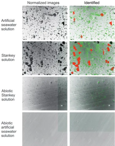 Fig. 3. Example of results of the identification process where in green are shown bacteria clusters with size below 200 µm 2