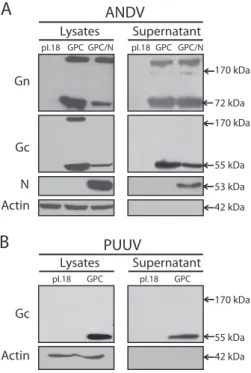FIG 1 Detection of viral proteins in cell lysates and supernatants. Western blots of lysates and concentrated supernatant of 293FT cells transfected with different plasmids