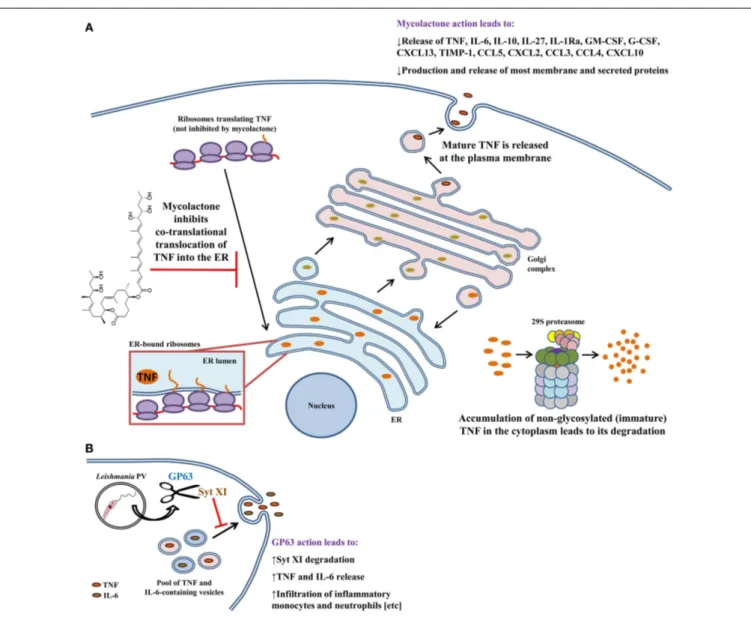 FIGURE 2 | Modulation of macrophage cytokine secretion by