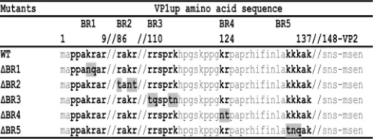 Table 1 . All resulting proteins (including the wild-type [wt)]) contained the mutation to inactivate the viral PLA 2 (data not shown)