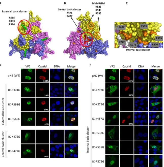 FIG 5 NLM identification for VP2 protein. Three basic clusters were identified using the trimer structure information (Protein Data Bank accession number