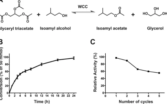 Figure 4. Time-course conversion of glyceryl triacetate into isoamyl acetate using the LipIAF5-2 WCB