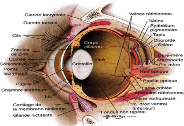 Figure 9 (Maggs et al., 2015) : Les différents composants de l’œil 