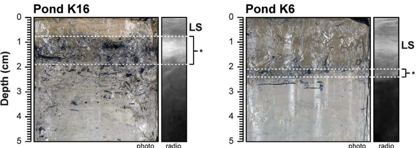 FIGURE A3.    Combined photographs and x-radiographs of sediment cores taken in pond K16 (left) and K6 (right), showing thickness and  depth of peat layers (*) underlying recent lacustrine sediments (LS).