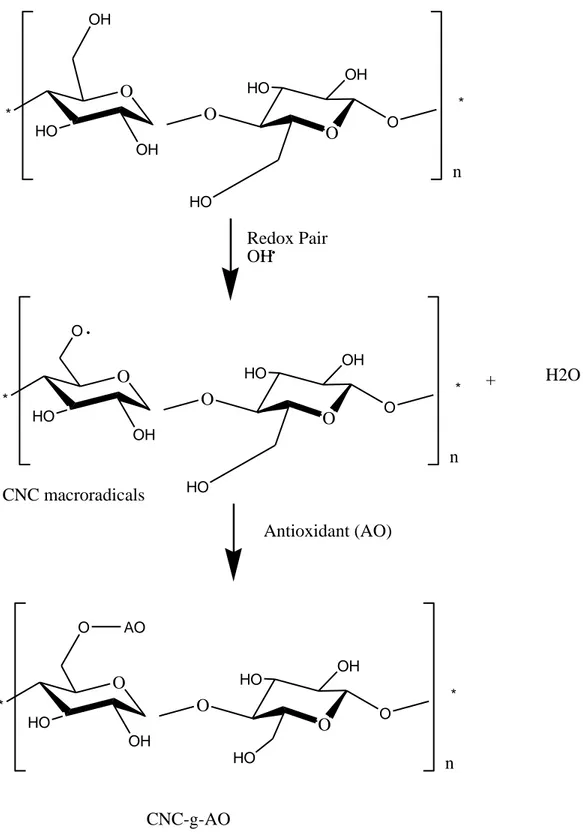 Fig. 2. The proposed mechanism of grafting procedure of antioxidant molecule on cellulose  900 