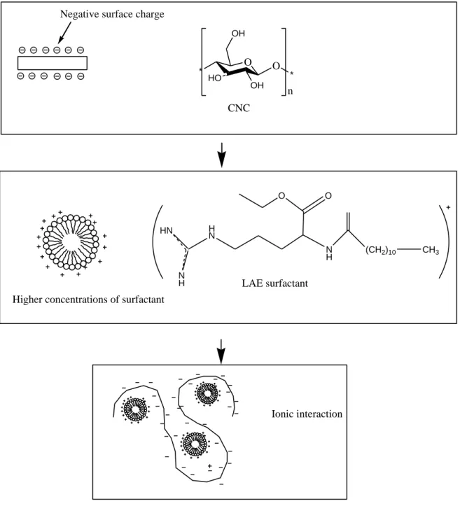Fig. 3. Schematic representation of the ionic interaction of lauric arginate (LAE) surfactant  908 