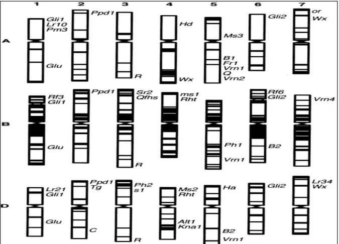 Figure 3.  Localisation sur  les  chromosomes des  gènes de gluten (Gli  et Glu), de  la couleur  des grains (R), de  la texture (Ha), de  la composition de  l'amidon (Wx),  de  la photopériode  (Ppd), de la vernalisation (Vrn), de la résistance aux rouill