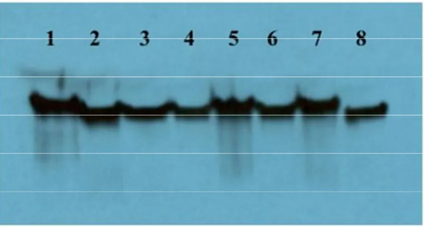 Figure  1.  Western  blot  analysis  of  concentrated  cell-free  supernatants  from 18-h cultures  of various Listeria species  using  a  polyclonal  anti-p60  antibody